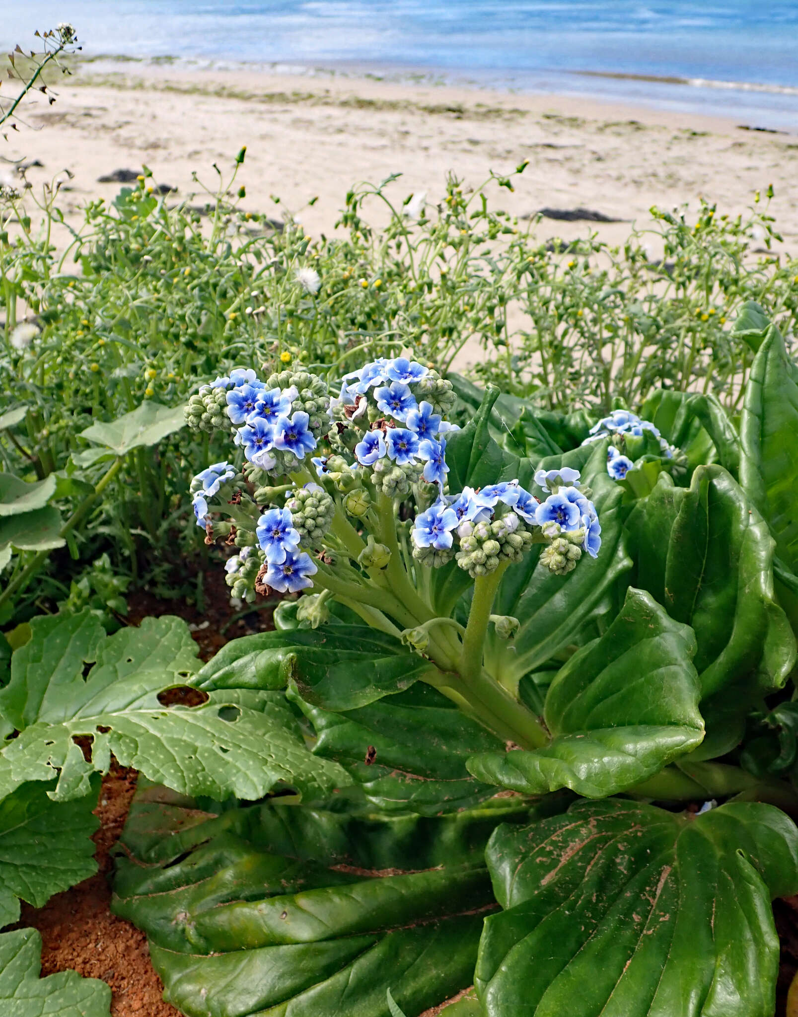 Image of giant forget-me-not