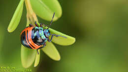 Image of Poecilocoris Dallas 1848