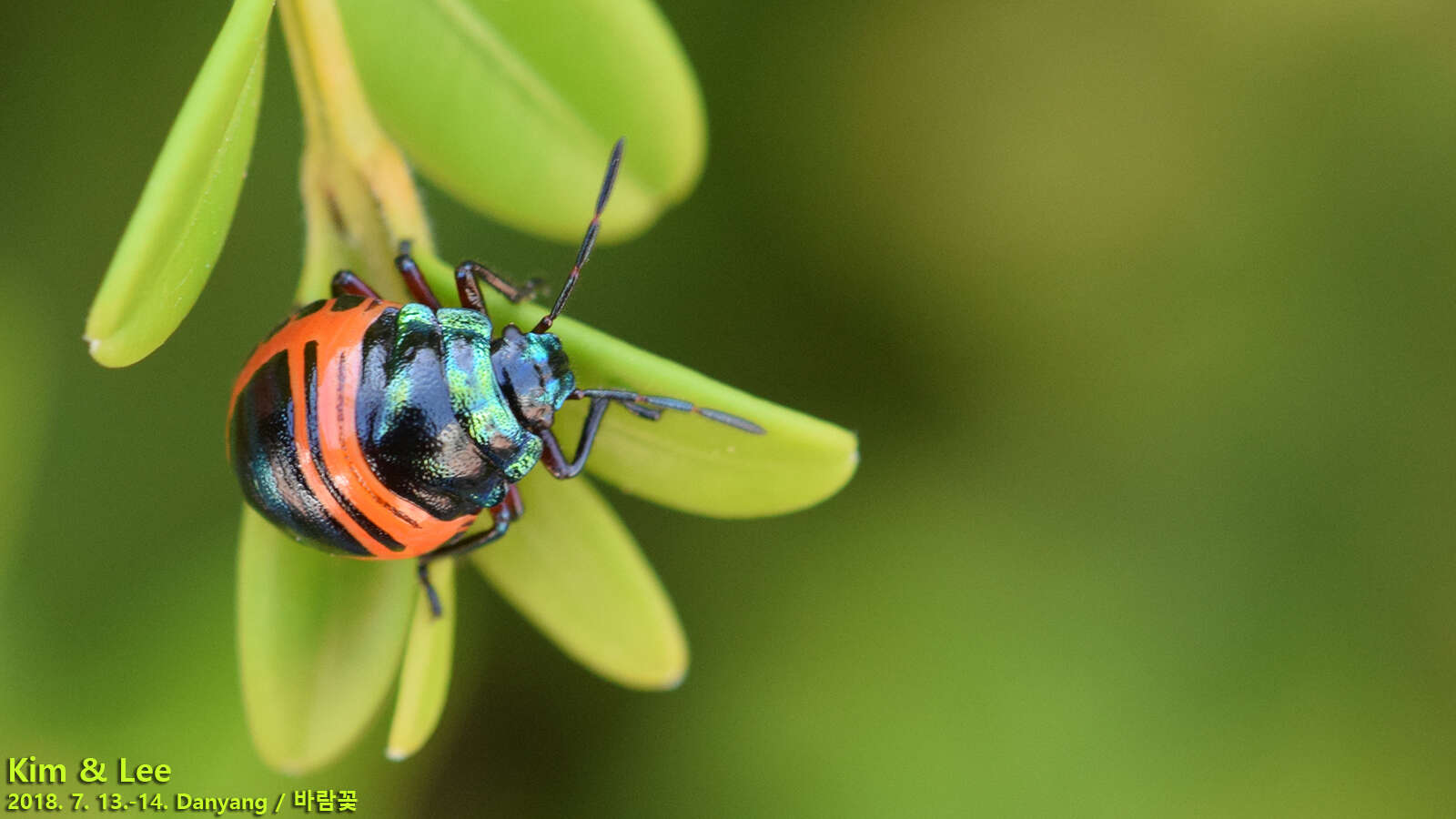 Image of Poecilocoris Dallas 1848