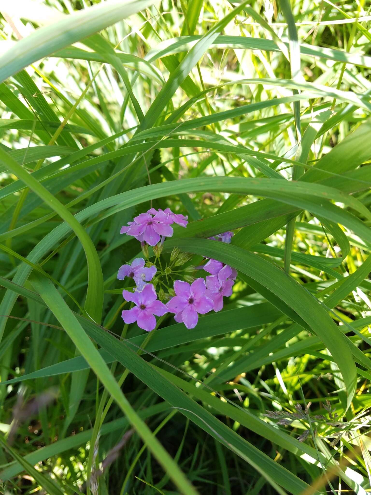 Imagem de Phlox glaberrima subsp. interior (Wherry) Wherry