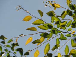 Image of Carpinus tropicalis (Donn. Sm.) Lundell