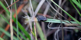 Image of Black-spotted Tree Frog