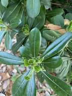 Image de Pittosporum tobira (Murray) Aiton fil.