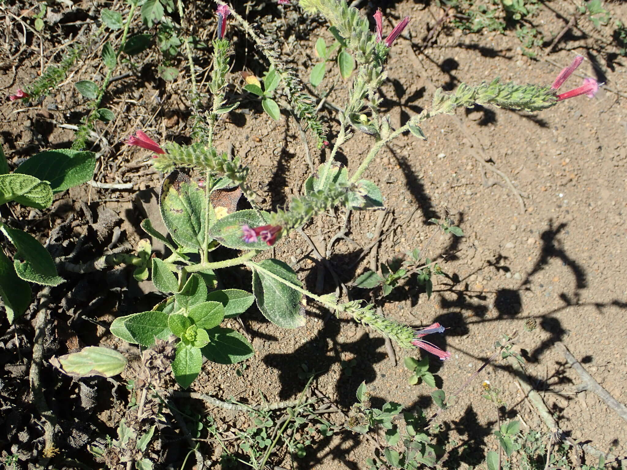 Plancia ëd Echium stenosiphon Webb