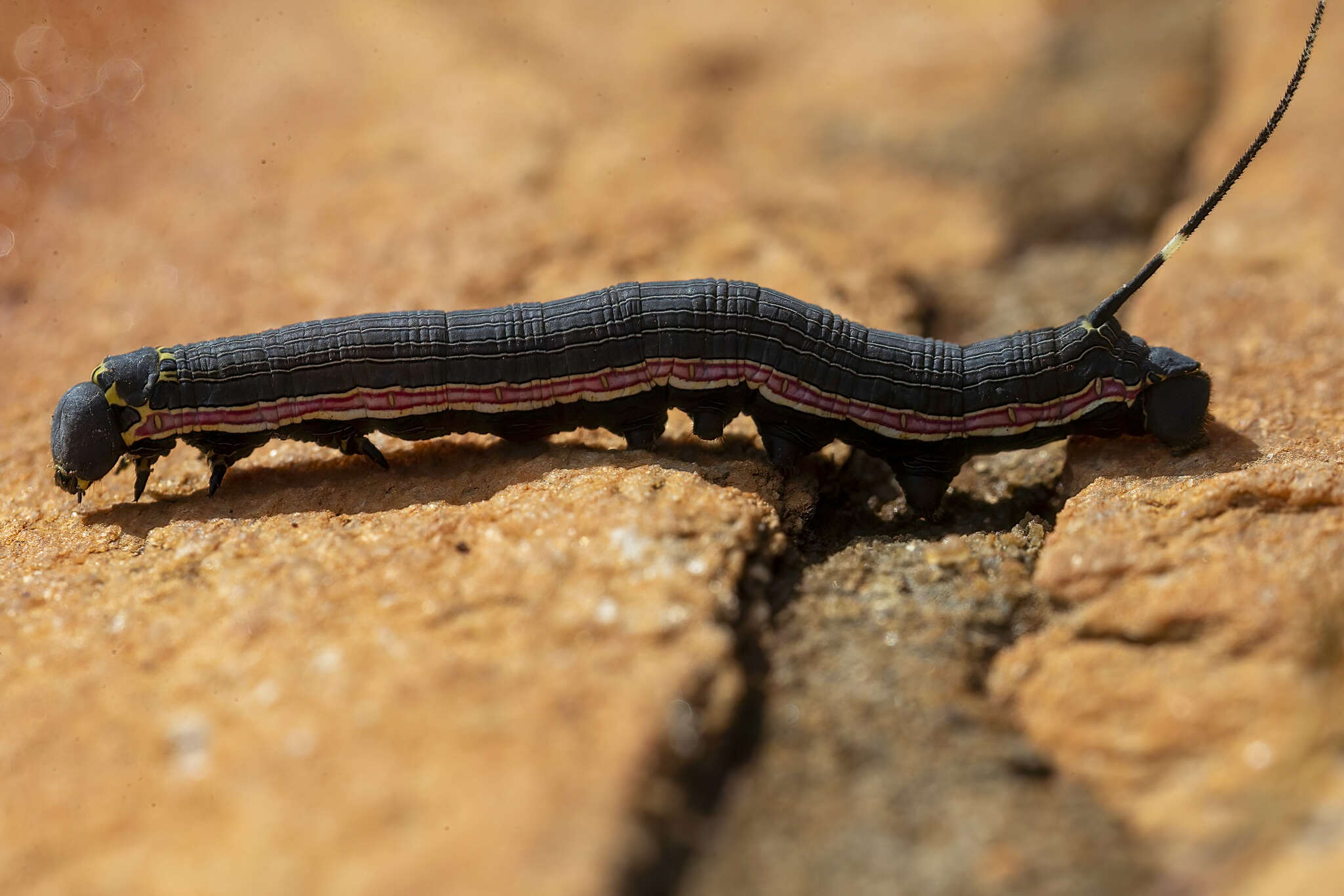 Image of Isognathus allamandae Clark 1920