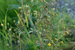 Image of staghorn cinquefoil