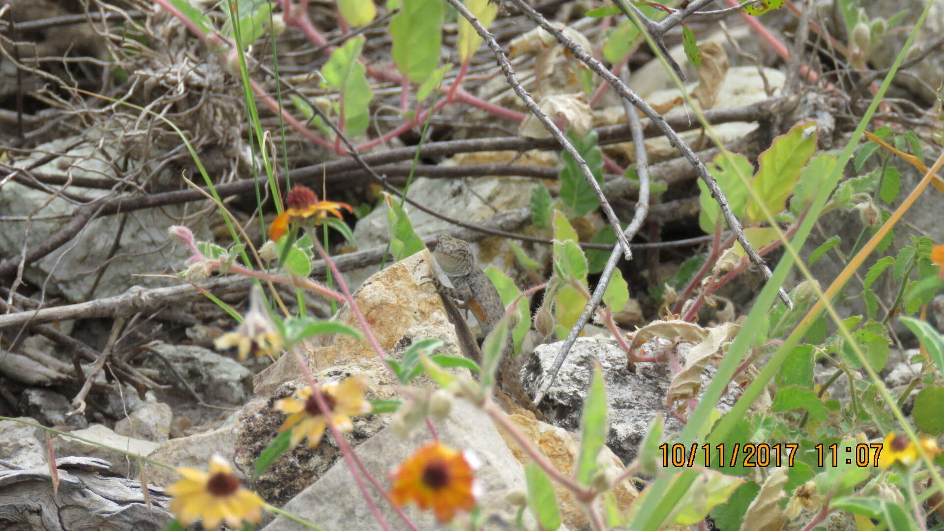 Sceloporus gadoviae Boulenger 1905 resmi