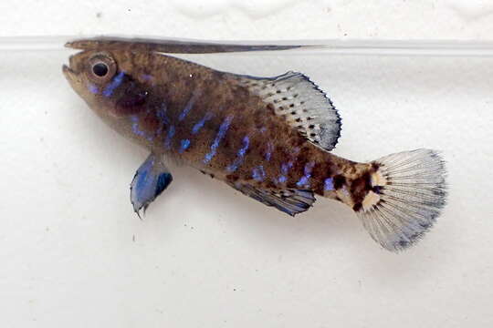 Image of Gulf Coast Pygmy Sunfish