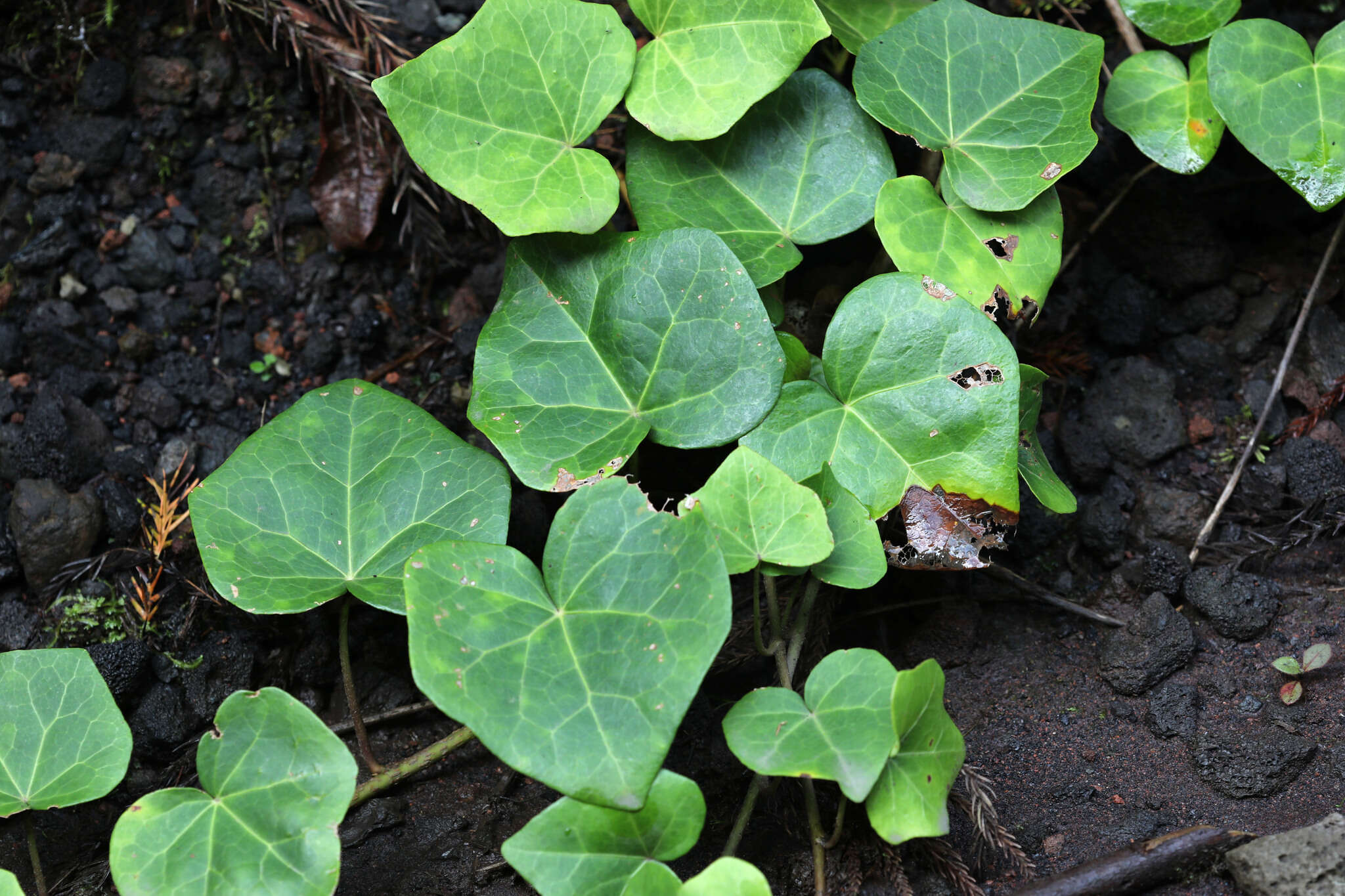 Image of Hedera azorica Carrière