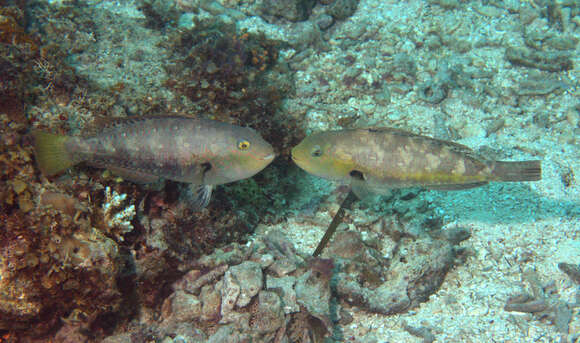 Image of Half-toothed parrot-fish