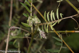 Plancia ëd Vicia benghalensis var. benghalensis