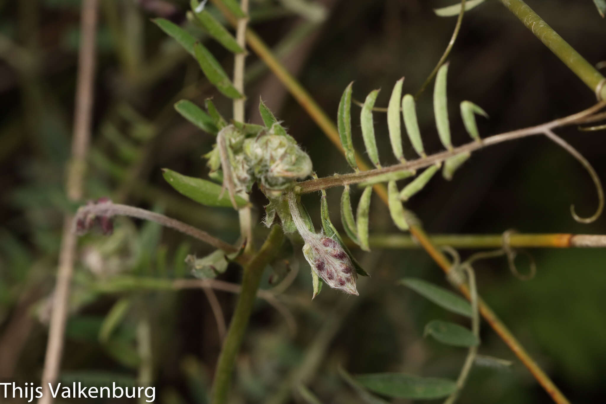 Image of Vicia benghalensis var. benghalensis