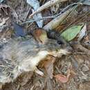 Image of Verreaux's White-footed Rat -- Verreaux's Mouse