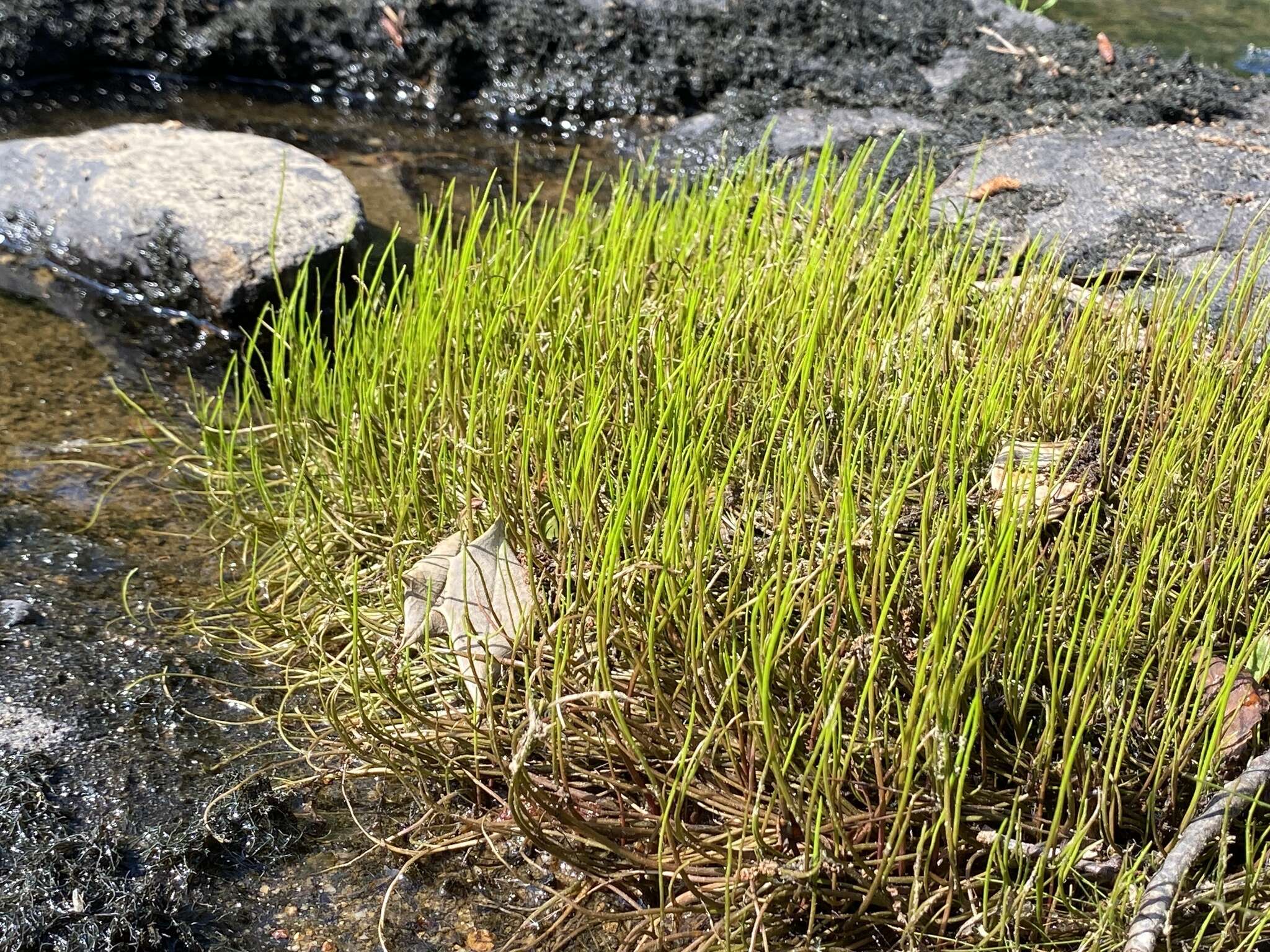 Image of Gulf River Harperella