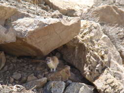 Image of Mountain Weasel