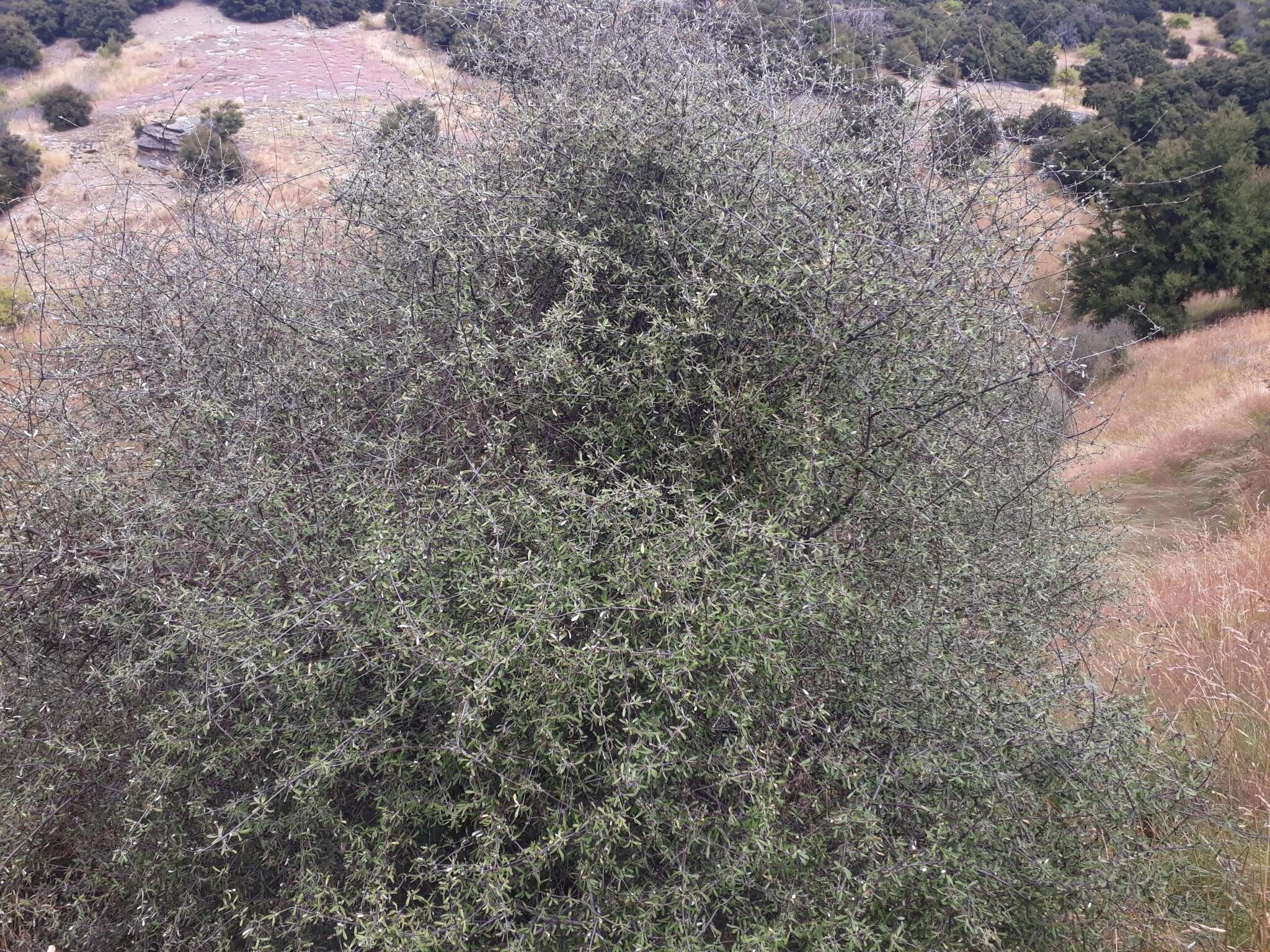 Image of Olearia odorata Petrie