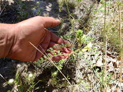 Image of Adesmia grandiflora Gillies