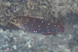 Image of Argus Wrasse