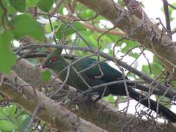 Image of Schalow's Turaco