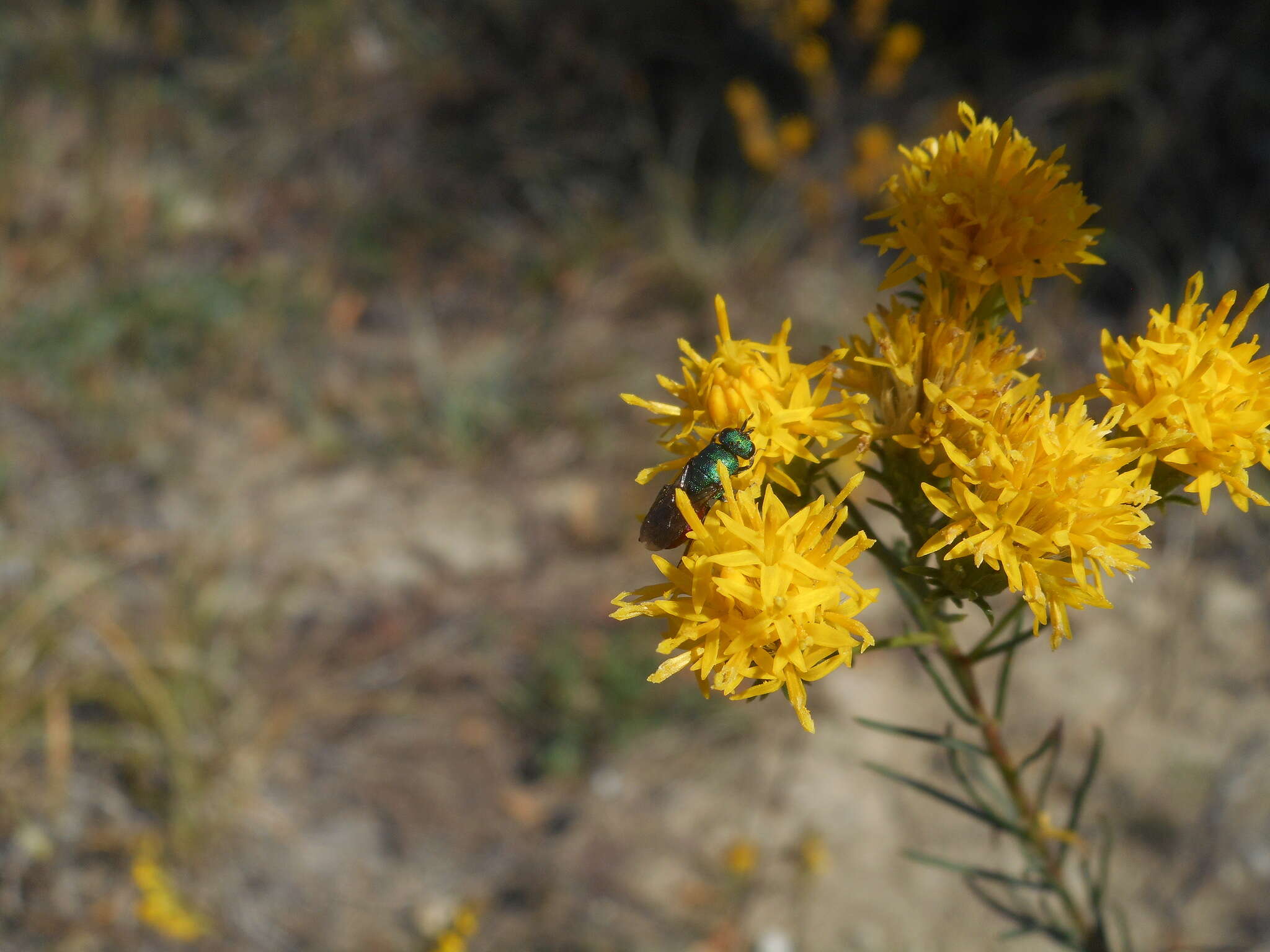 صورة Galatella linosyris (L.) Rchb. fil.