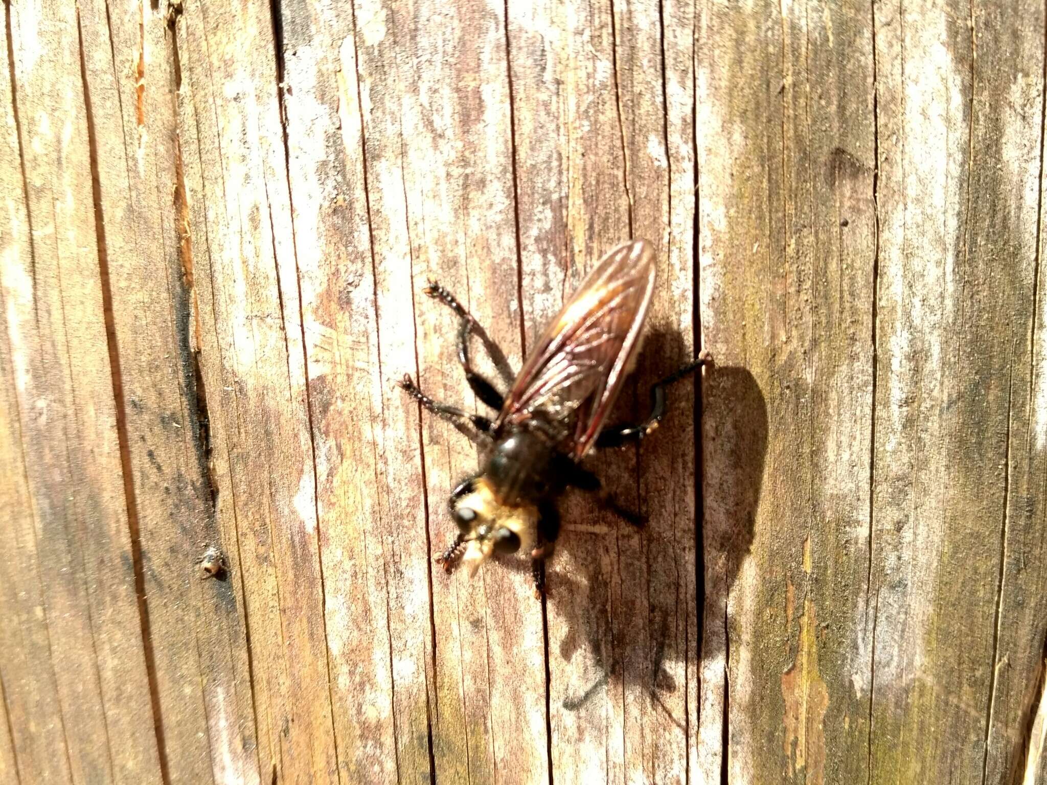 Plancia ëd <i>Laphria gibbosa</i>