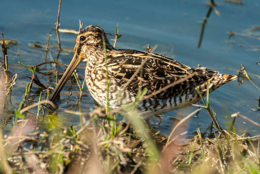 صورة Gallinago nigripennis nigripennis Bonaparte 1839