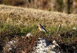 Sivun Sialia sialis sialis (Linnaeus 1758) kuva