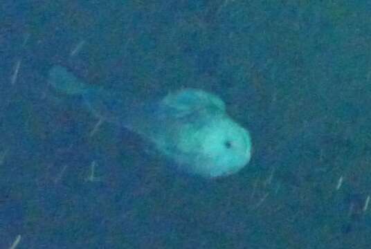 Image of Blob sculpin