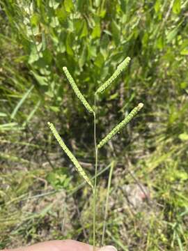 Image of Early Crown Grass