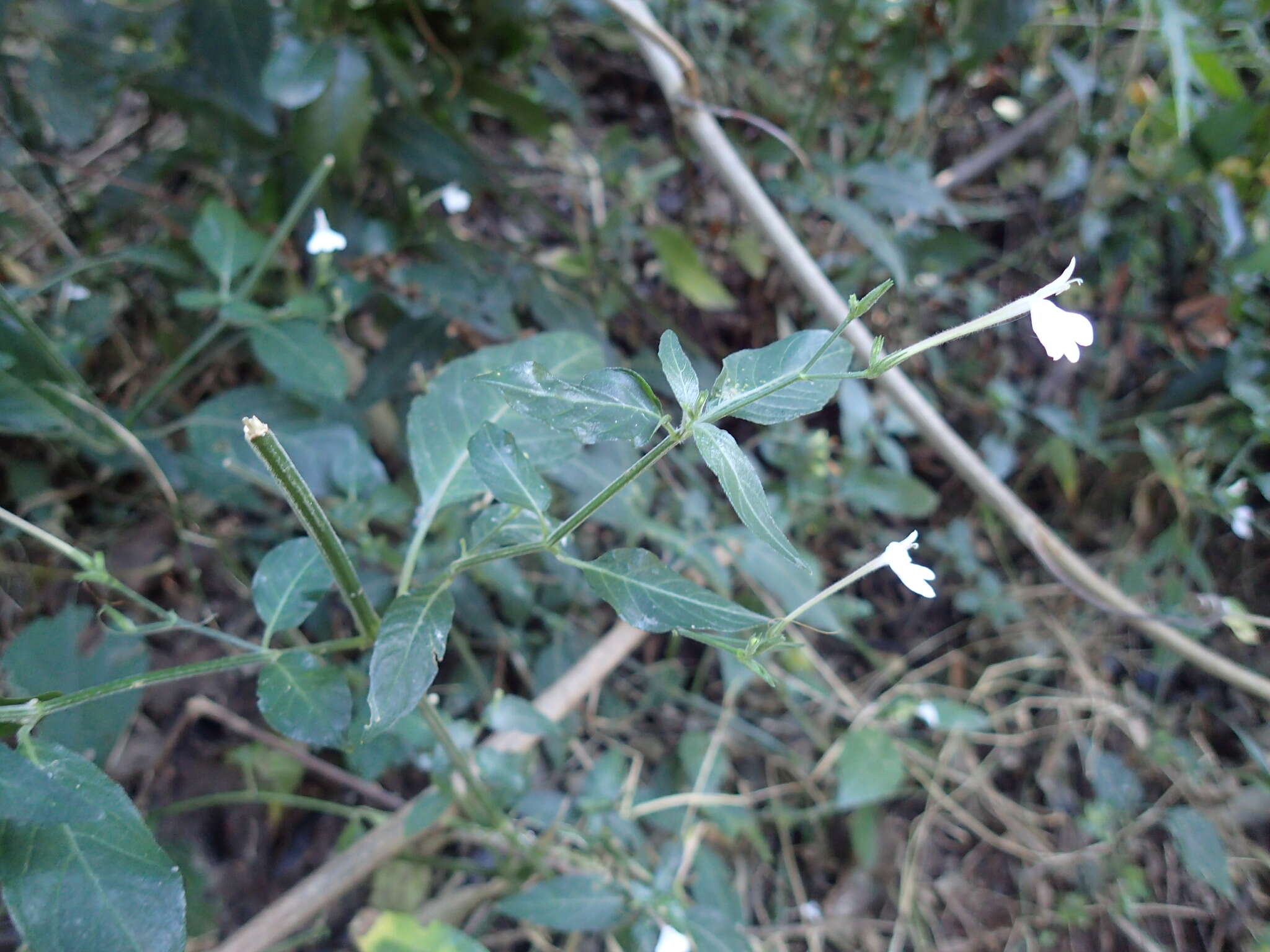 Rhinacanthus latilabiatus (K. Balkwill) I. Darbysh. resmi