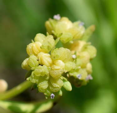 Image of Valerianella costata (Stev.) Betcke