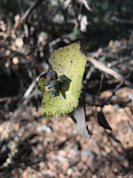 Image of western white honeysuckle