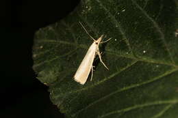 صورة Agriphila straminella