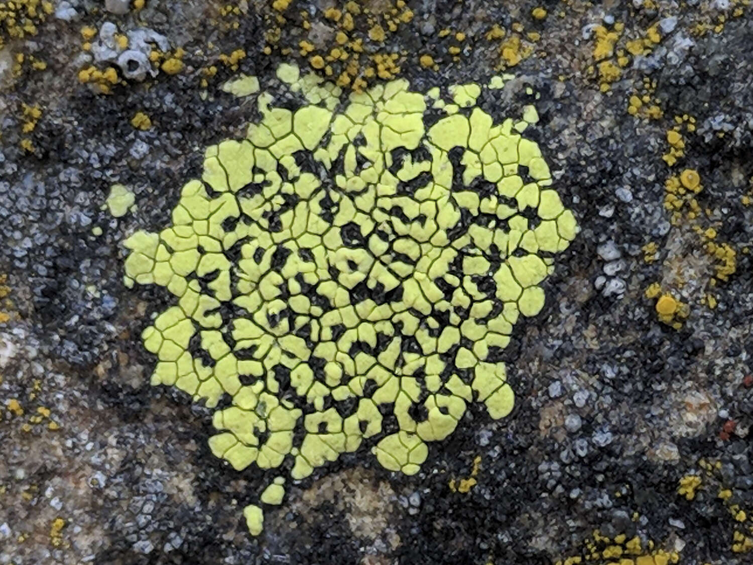 Image of largespore map lichen