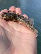 Image of One-Spot Fringehead