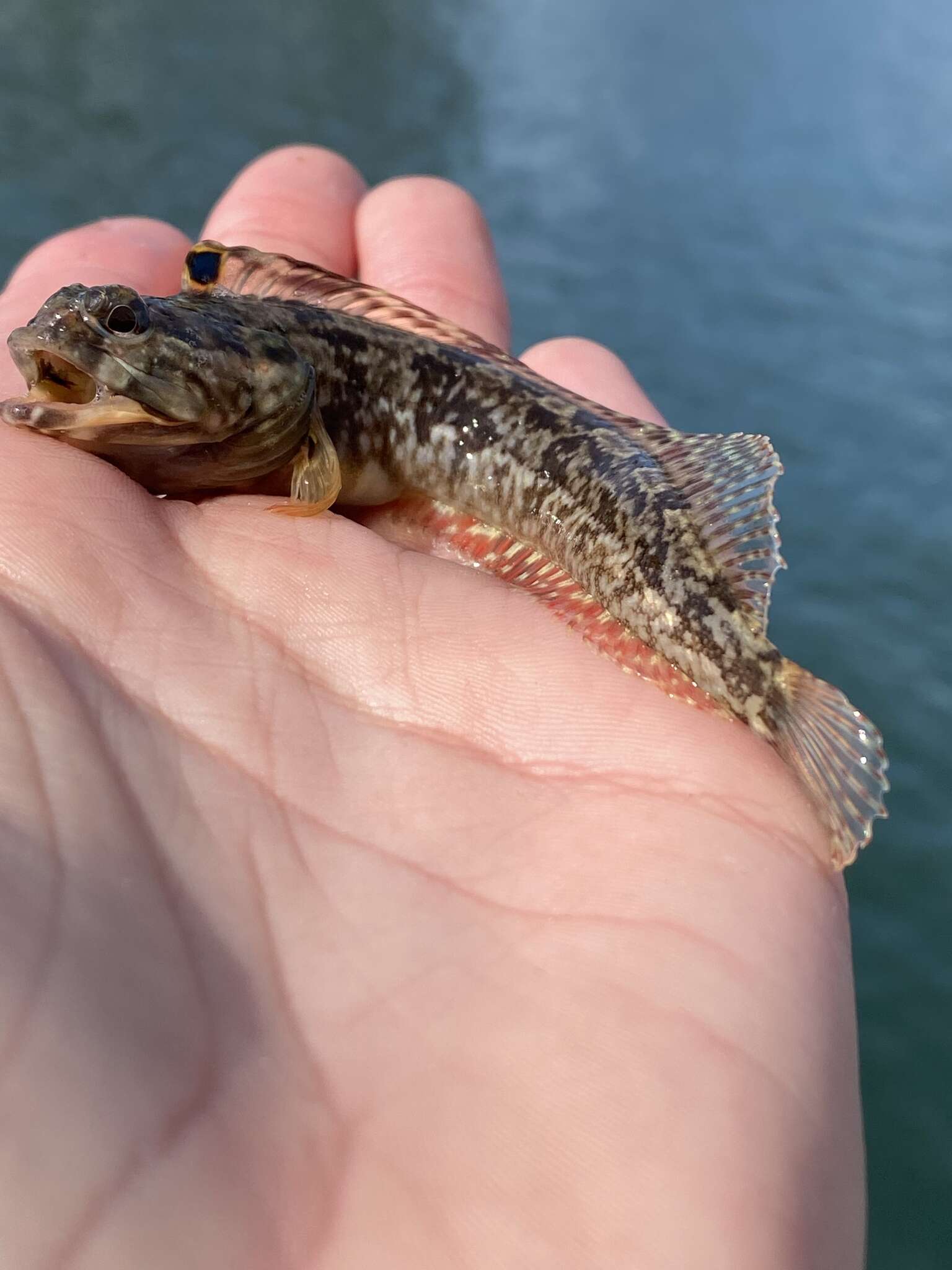 Image of One-Spot Fringehead