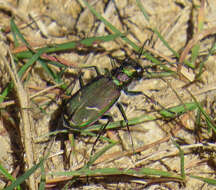 Image of Cicindela (Cicindela) purpurea purpurea A. G. Olivier 1790