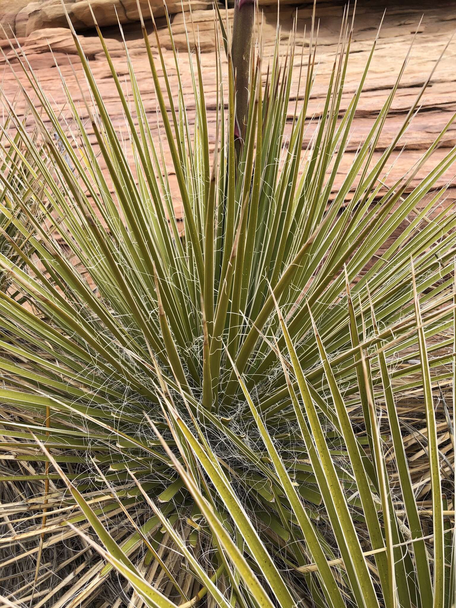 Image of Yucca utahensis McKelvey