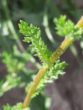 Image of chamomile