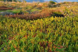 Image of Lepidothamnus fonkii Phil.