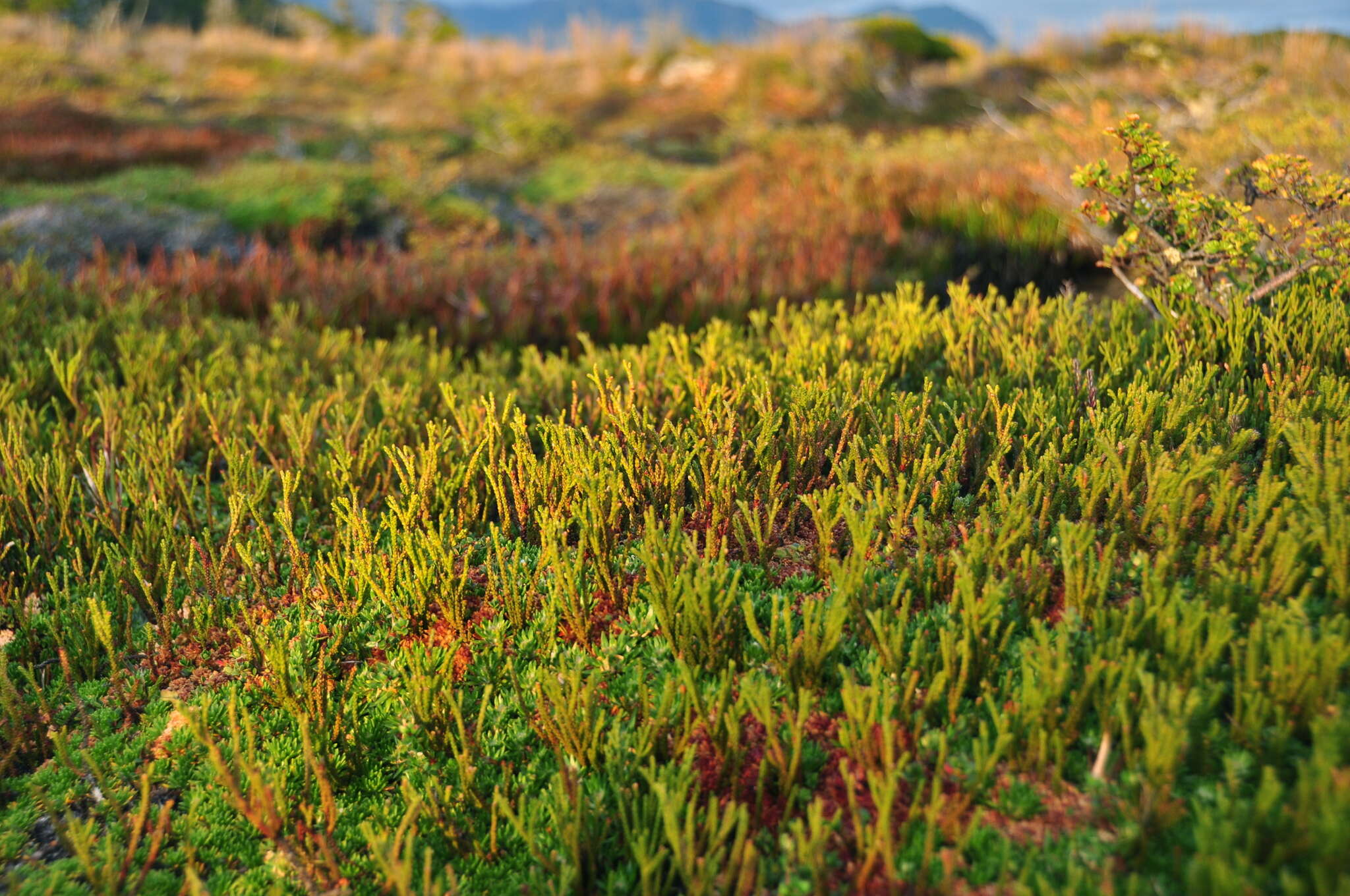 Image of Lepidothamnus fonkii Phil.