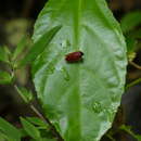 Imagem de Tomaspis biolleyi (Distant 1900)