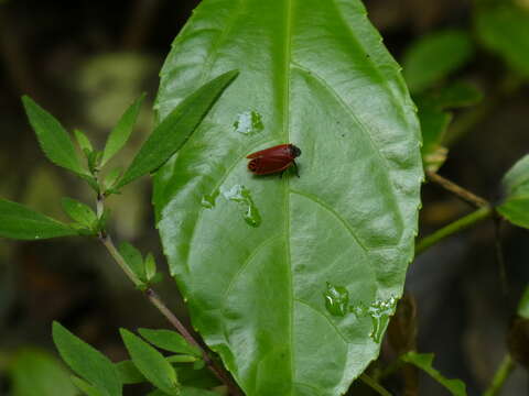 Imagem de Tomaspis biolleyi (Distant 1900)