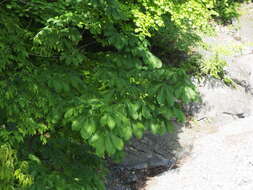 Image of Japanese Horse-chestnut