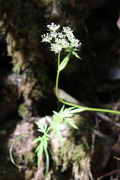 Image of Ostericum maximowiczii (Fr. Schmidt) Kitag.