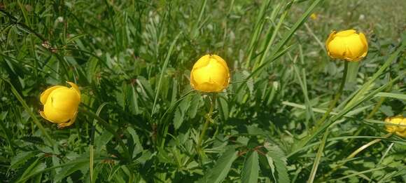 Image of Trollius europaeus subsp. europaeus