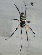 Imagem de Nephila comorana Strand 1916