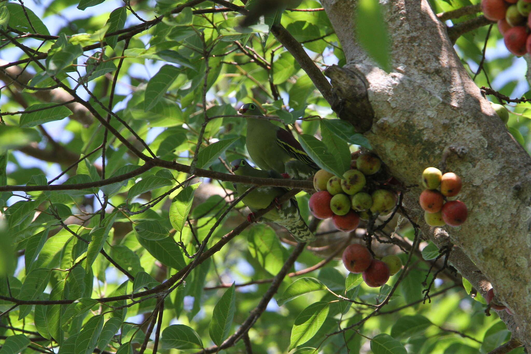 Image of Thick-billed Green Pigeon