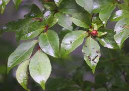 Imagem de Stewartia monadelpha Siebold & Zucc.