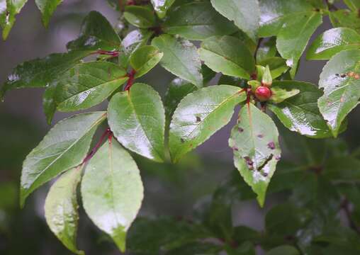 Image of Stewartia monadelpha Siebold & Zucc.